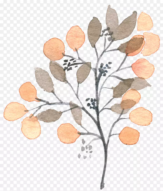 枇杷画.手绘植物