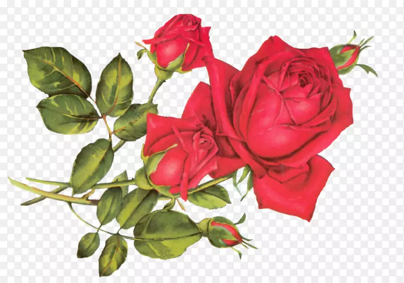 玫瑰油艺术剪贴画-抽象花卉形象
