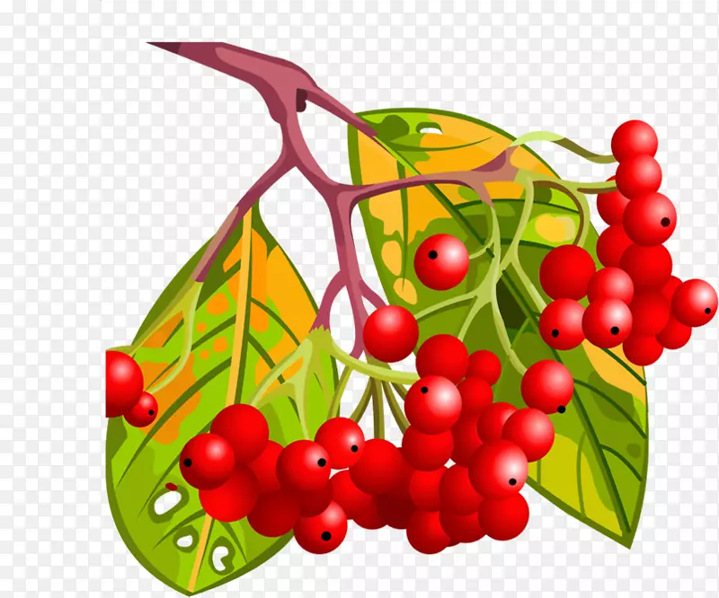 浆果卡通水果-秋季鲜红色水果