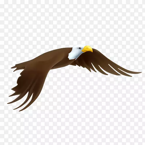 秃鹰画-鹰在空中飞翔