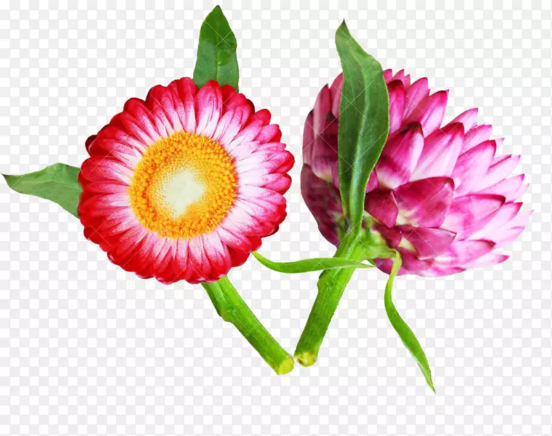 花卉砧木摄影花瓣-两珠菊花图片材料