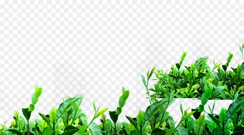 绿茶垫茶树-绿茶栽培