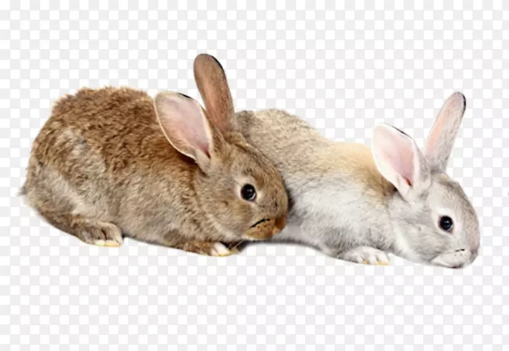 国内兔欧洲兔剪贴画-两只兔子