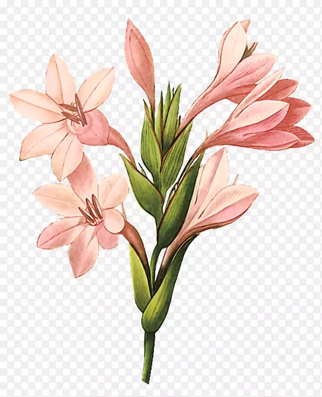 唐菖蒲版画植物插图印刷艺术装饰美丽的粉红色花束