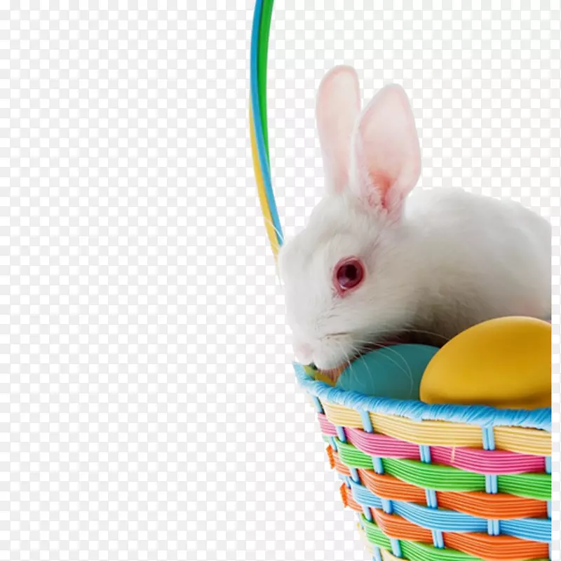 复活节兔子家兔白篮子躺在蛋清兔照片上