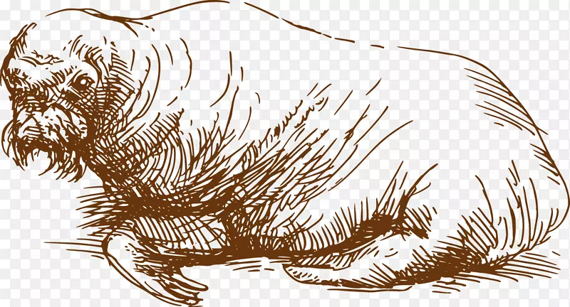海狮画食肉插图.手绘海狮