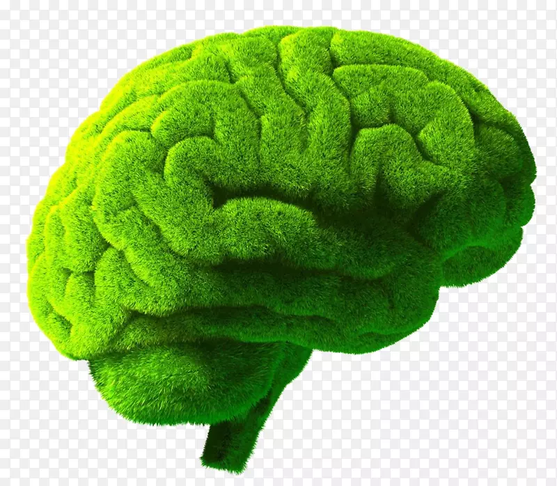人脑绿色摄影插图-创造性人脑