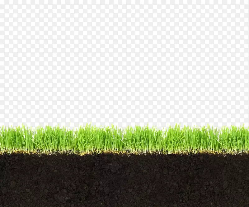 土壤层草甸草-草地土壤剖面