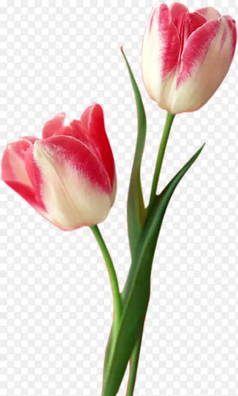 郁金香花-质地郁金香PNG材料