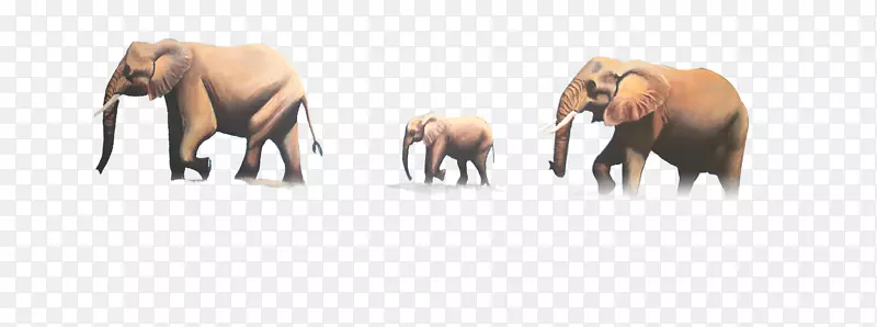 非洲象印度象