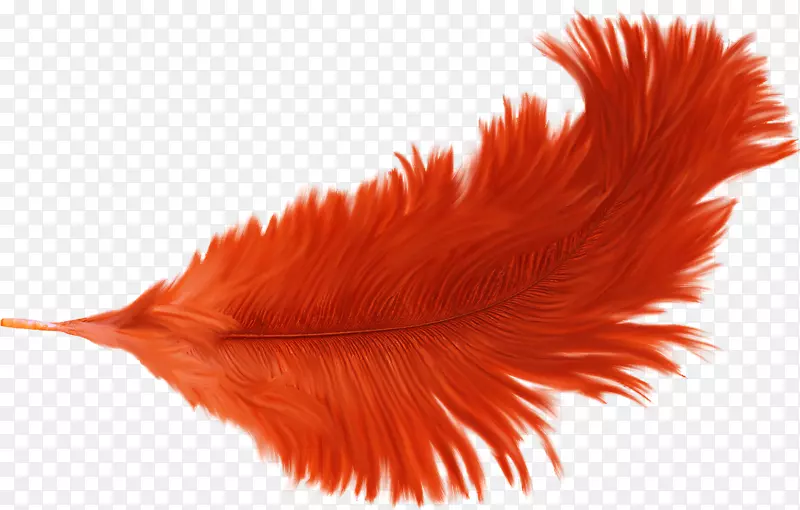 羽毛橙色-美丽的羽毛