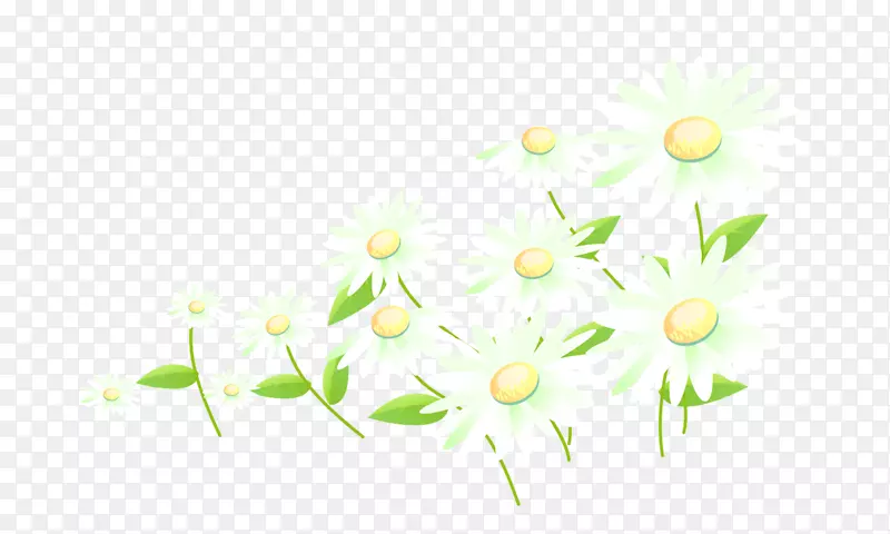 黄花图案-菊花