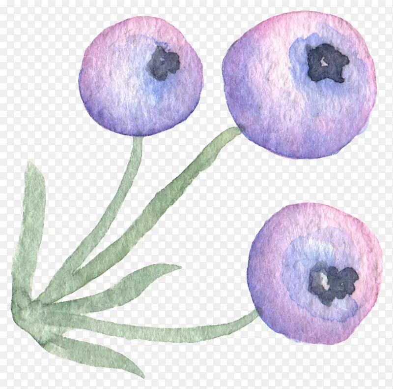 仙人掌水彩画.墨水手绘仙女浆果植物