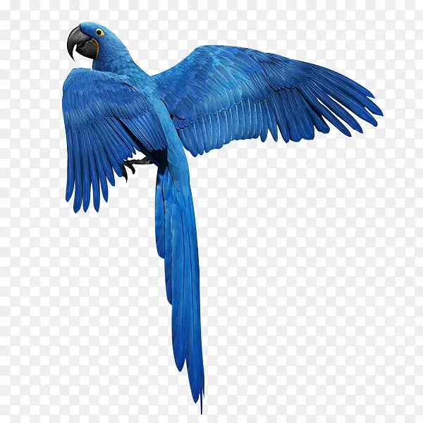 鸟类鹦鹉羽毛金鹦鹉-蓝色羽毛浮动鸟下载