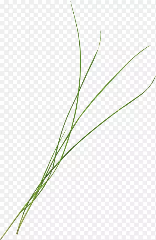 谷歌图片-美丽的绿草