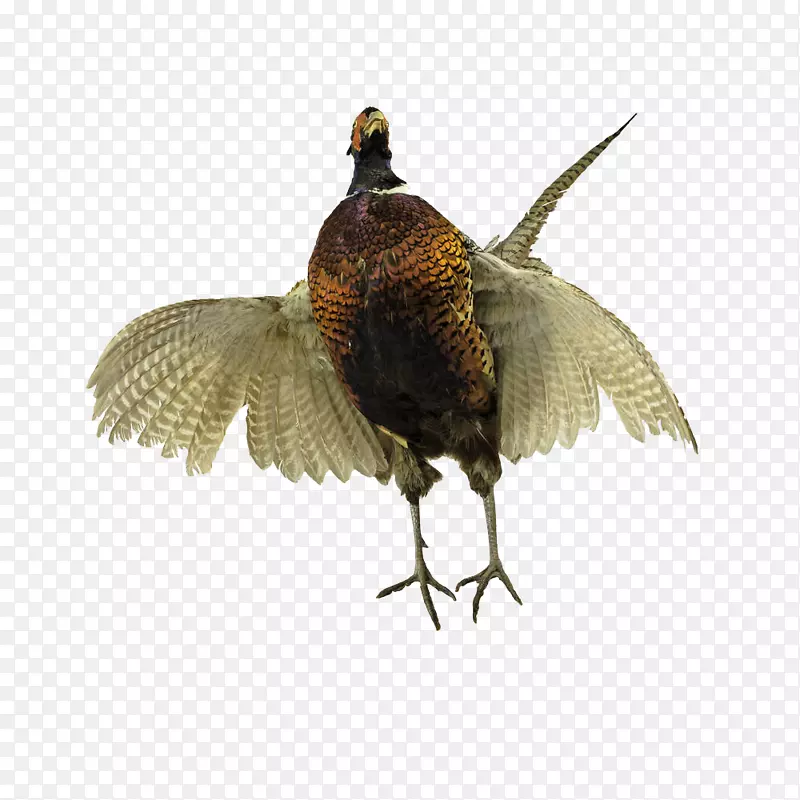 环颈野鸡翅膀羽毛？一只张开翅膀的野鸡。