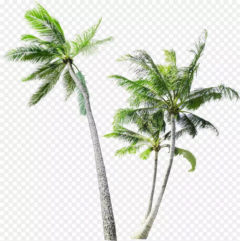 槟榔科椰子树树干椰子树