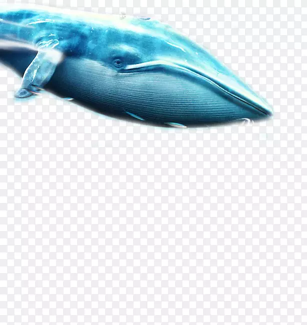 须鲸蓝鲸