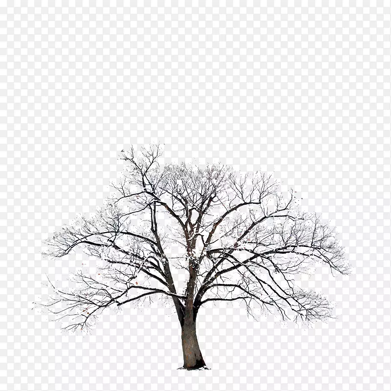 圣经摄影冬树