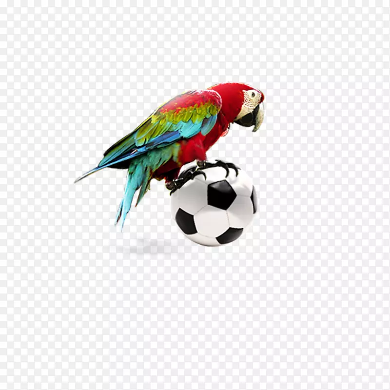 亚马逊鹦鹉-足球装饰鹦鹉