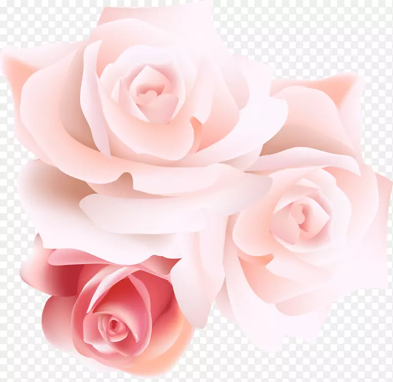 花园玫瑰蜈蚣玫瑰沙滩玫瑰粉红色立体声粉色玫瑰载体
