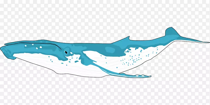 座头鲸虎鲸剪贴画-巨鲸