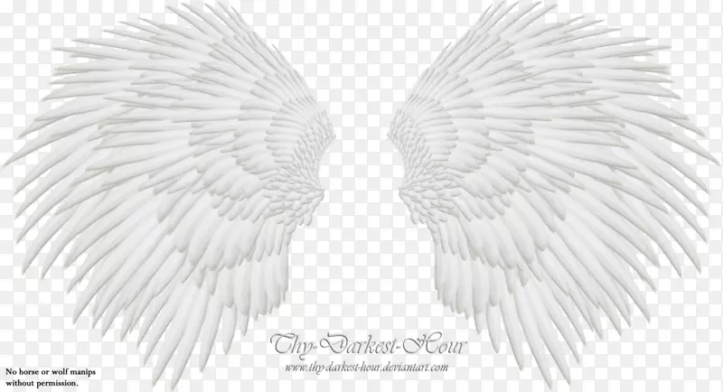 白色黑色图案翅膀，天使翅膀，真的