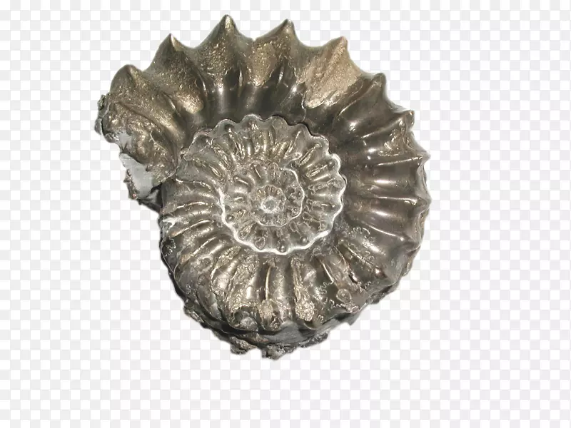 角质岩化石石化图-金属海螺