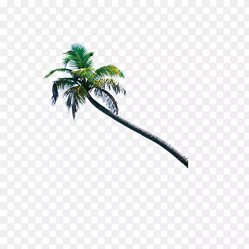 下载-一棵阴凉的椰子树