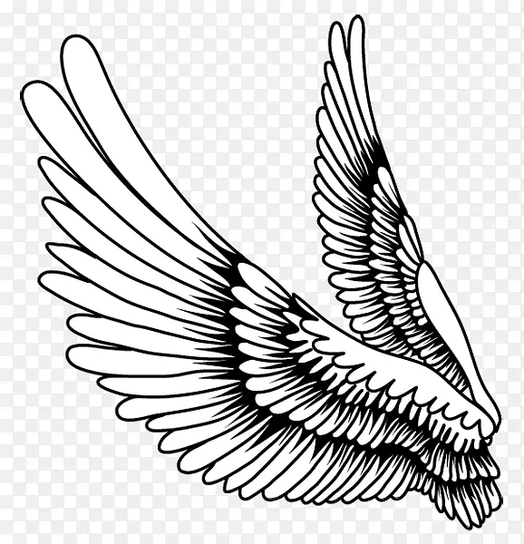 画鸟羽毛-创意羽毛翅膀，卡通画翅膀