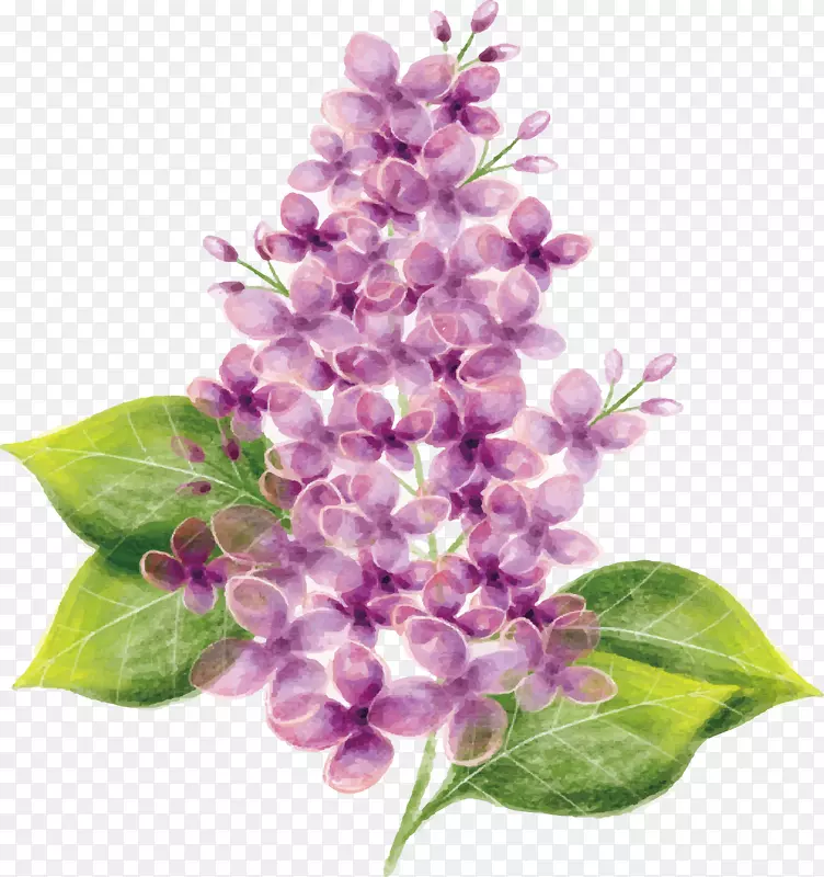 紫色水彩画-植物精美设计