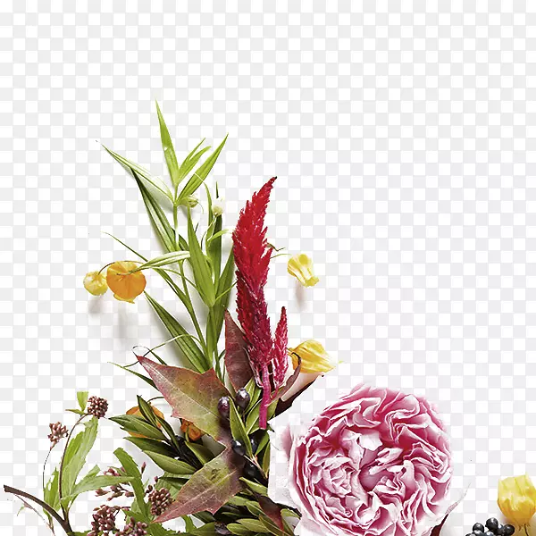 花纸摄影花瓣-花卉植物