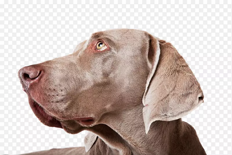维玛拉纳犬饲养摄影-狗，小狗，宠物，动物