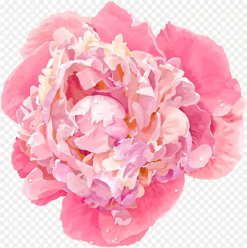 牡丹花-免费剪贴画-粉红色牡丹花