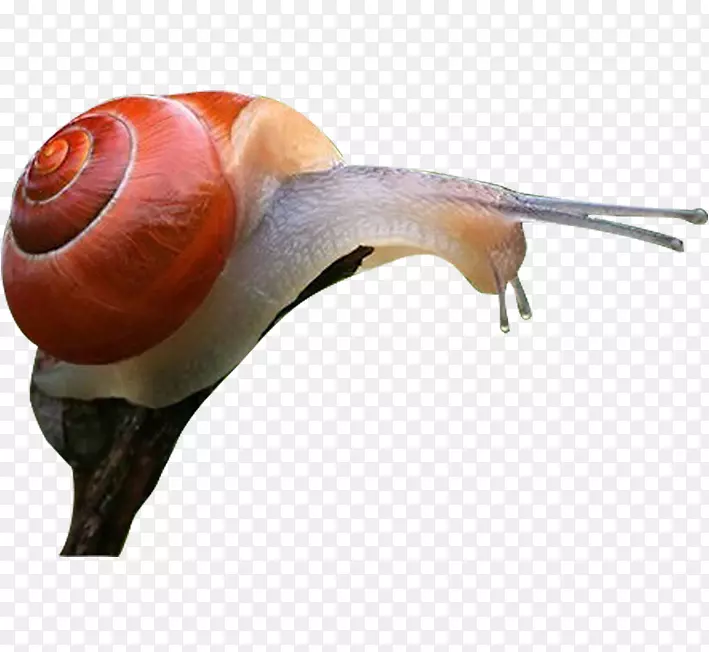 海螺-爬行蜗牛