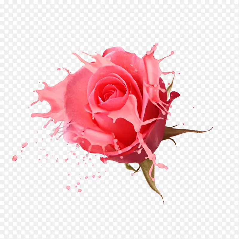 玫瑰设计师-玫瑰创意