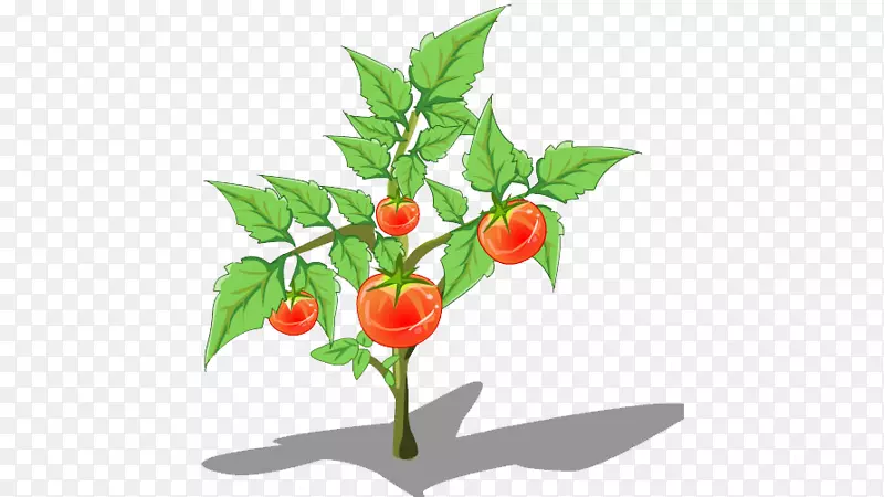 鸡眼辣椒红花番茄-卡通番茄树