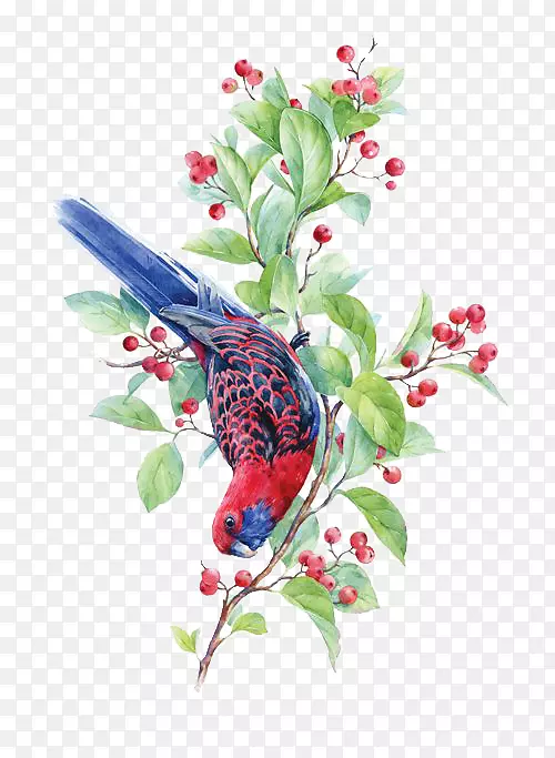 鸟红玫瑰水彩画插图-鸟