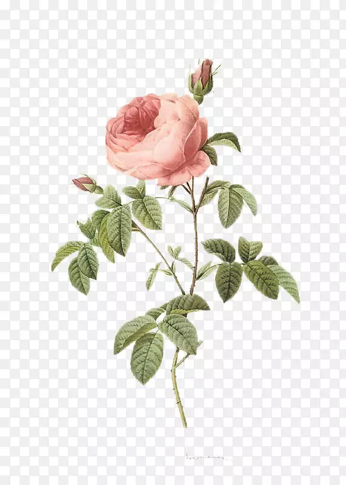 半夏玫瑰皮埃尔约瑟夫红玫瑰9(1759-1840)植物学插图版画花玫瑰