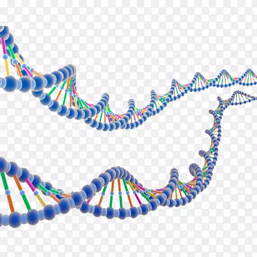 编码dna分子生物学核酸双螺旋研究-双链基因