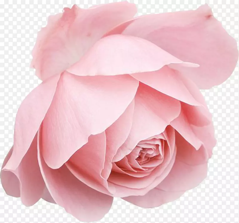 蓝色玫瑰-粉红色玫瑰