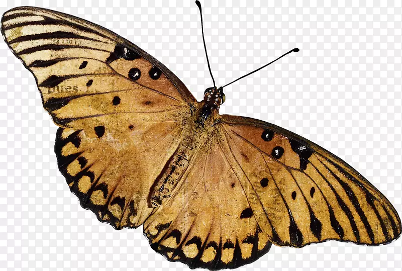 亚马逊网站帝王蝴蝶睫毛膏卷发美容院美丽的棕色蝴蝶