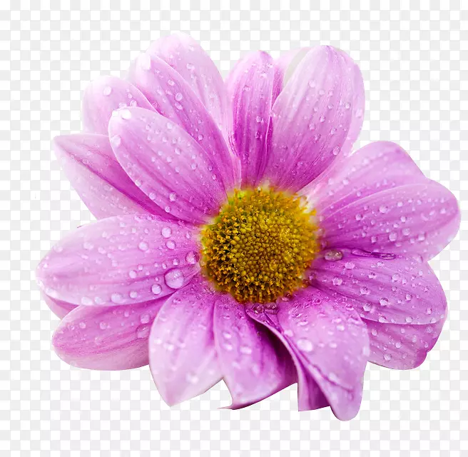 超高清晰度电视4k分辨率花卉壁纸-紫色雏菊免费挂牌照片