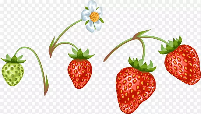 草莓花野味.手绘草莓图案