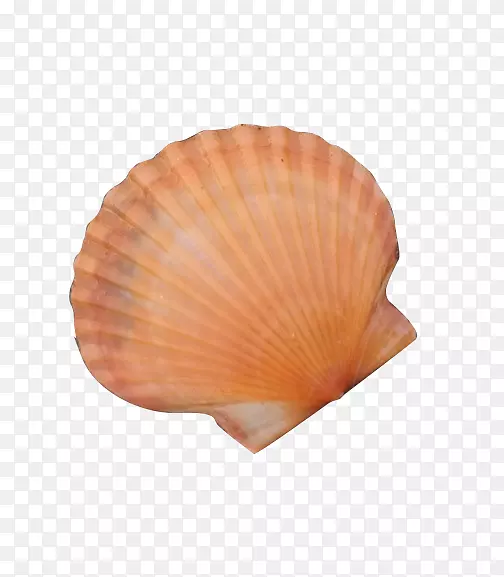 海风贝壳下载珍藏-外壳