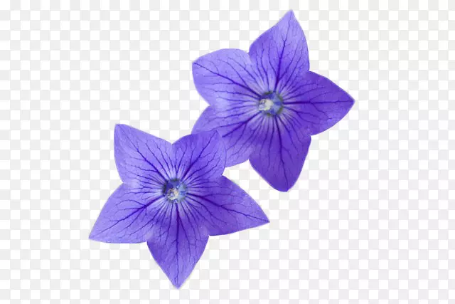 花卉摄影百合花-紫花