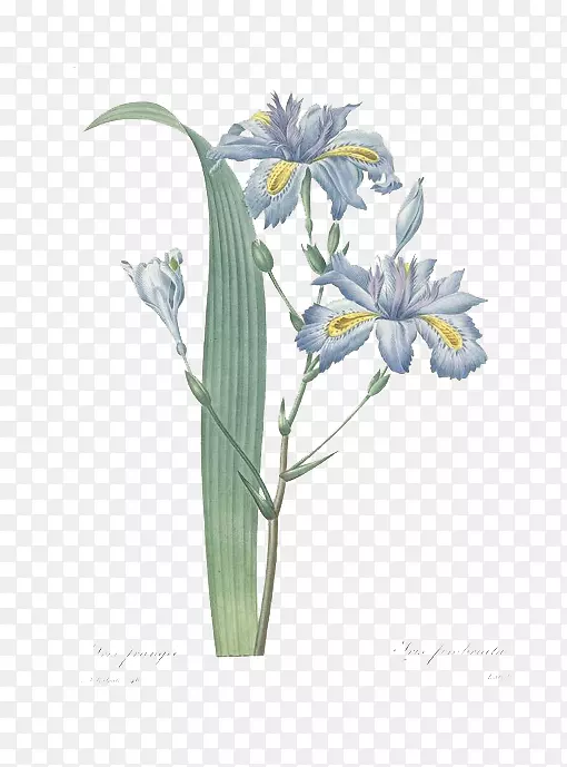 皮埃尔？约瑟夫？雷德塞克斯9(1759-1840)虹膜属植物插图植物-复古风格的植物。