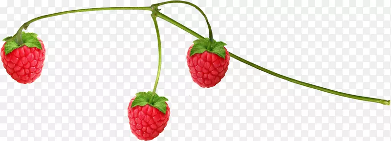 麝香草莓覆盆子食物-草莓