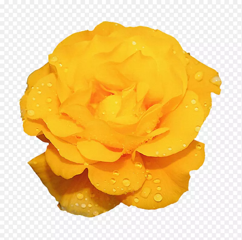 玫瑰花黄色动画-美丽的抽象花朵创意