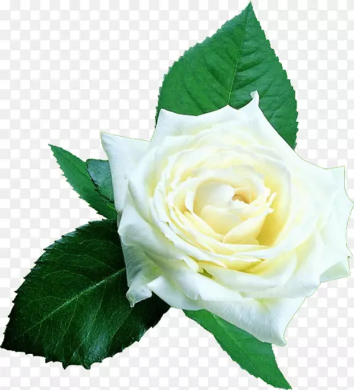 海滩玫瑰白色谷歌图片剪贴画-情人节与白色玫瑰创意图片免费下载